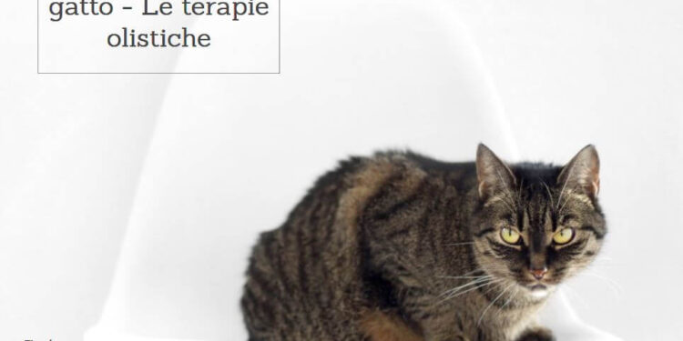 calcoli renali nel gatto le terapie olistiche