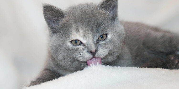 Granuloma eosinofilo gatto