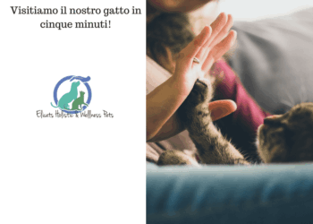 visitiamo il gatto