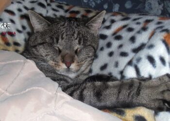 policitemia vera nel gatto