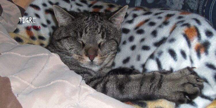 policitemia vera nel gatto