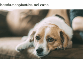 Cachessia neoplastica nel cane