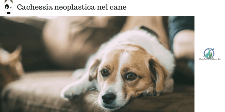 Cachessia neoplastica nel cane