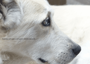 Lipoma cane Rimedi Naturali