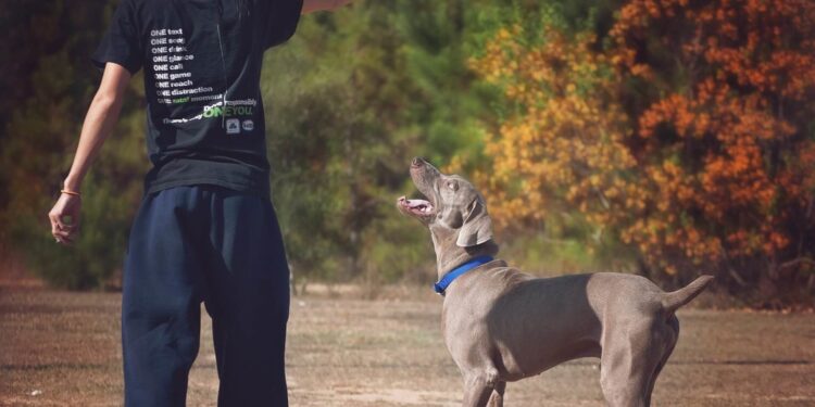 Rimedi naturali per calmare il cane