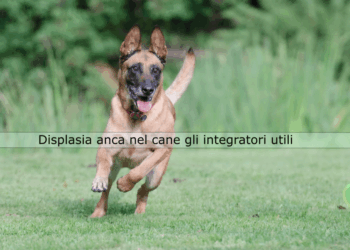 Displasia anca nel cane integratori
