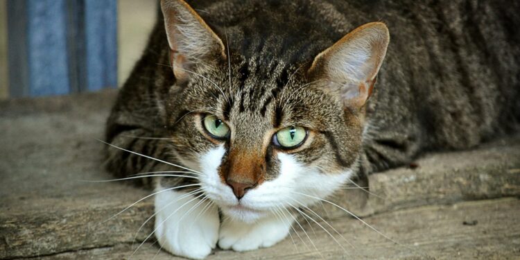 Gatto con FIV cosa fare