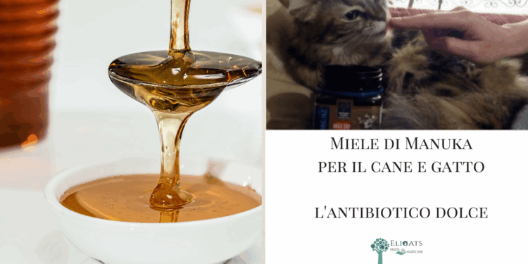 Miele di Manuka per il cane e gatto