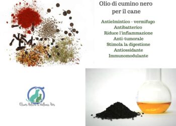 Olio di cumino nero cane
