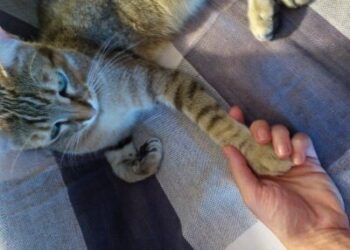 Reiki per gatto e cane