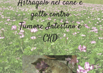 Astragalo cane gatto