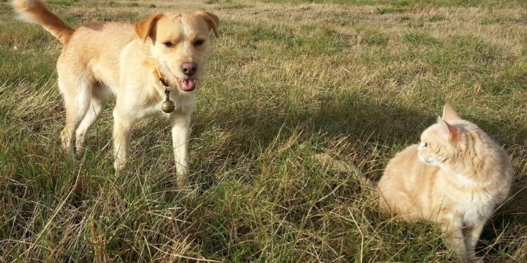ozonoterapia gatto cane