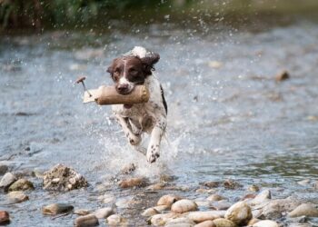 Oligoterapia cane gatto