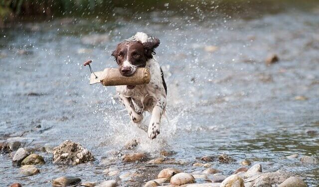 Oligoterapia cane gatto