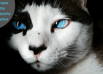 Organoterapia cane gatto