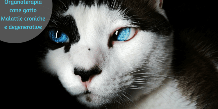 Organoterapia cane gatto