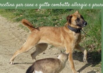 Quercetina cane gatto