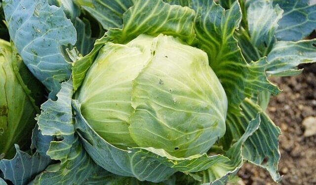 Succo di Cavolo per curare gastrite cane gatto