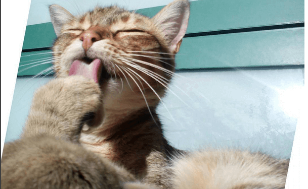 Colloidal Silver Gold Copper for cats and dogs