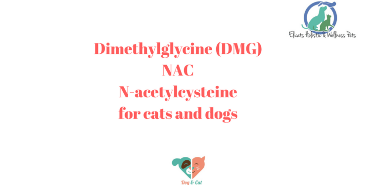 Dimethylglycine (DMG) NACN-acetylcysteinefor cats and dogs