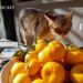 Grapefruit seed extract (GSE) for cats and dogs