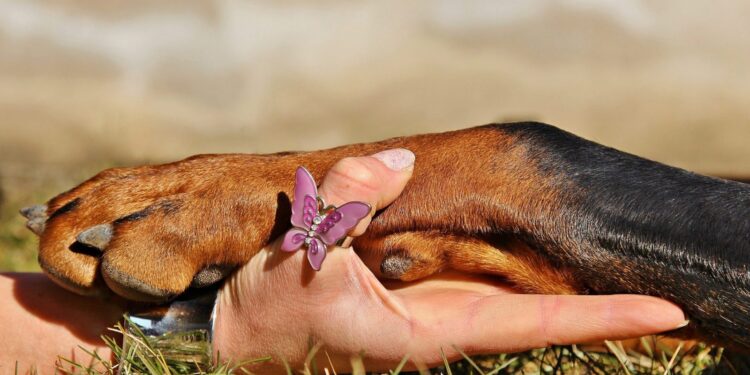Protezione zampe cani Cuscinetti Idratati Gatto Cane