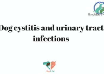 Dog cystitis