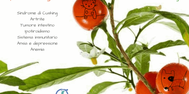 Ashwagandha per cane e gatto