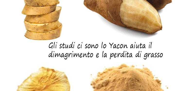 Gli studi ci sono lo Yacon aiuta il dimagrimento e la perdita di grasso