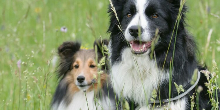 Allergologia molecolare test ImmunoCap per le Allergie e Patologie Autoimmuni negli animali