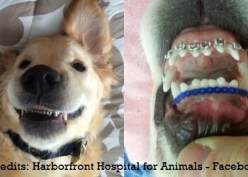 Odontostomatologia Veterinaria