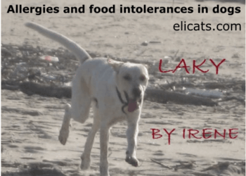 Allergies and food intolerances in dogs