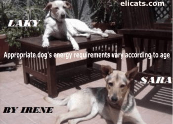 Appropriate dog's energy requirements vary according to age
