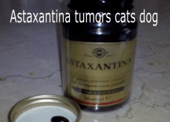 Astaxanthin anti-inflammatory anti-tumor cats dogs