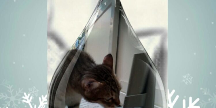 CATS CYSTITIS