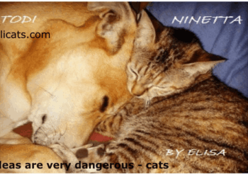 Fleas are very dangerous - cats