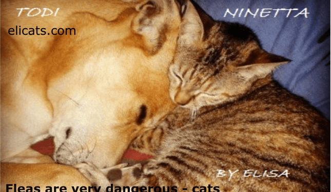 Fleas are very dangerous - cats