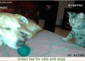 Green tea for cats and dogs