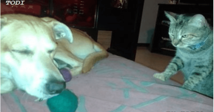 Green tea for cats and dogs