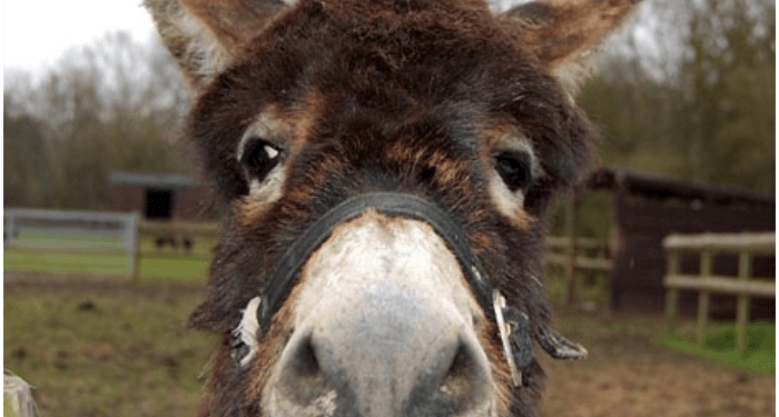 Natural vaccine donkey colostrum
