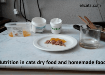 Nutrition in cats dry food and homemade food