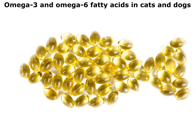 Omega-3 and omega-6 fatty acids in cats and dogs