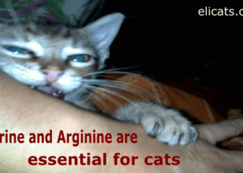 Taurine and Arginine are essential for cats