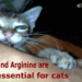 Taurine and Arginine are essential for cats