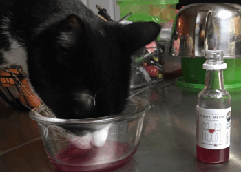 The Pinot Meow The Moscato Perchè bere da solo?