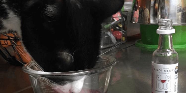 The Pinot Meow The Moscato Perchè bere da solo?