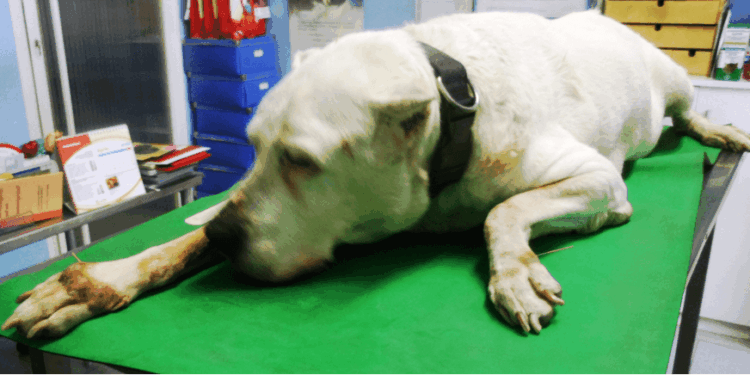 Agopuntura veterinaria