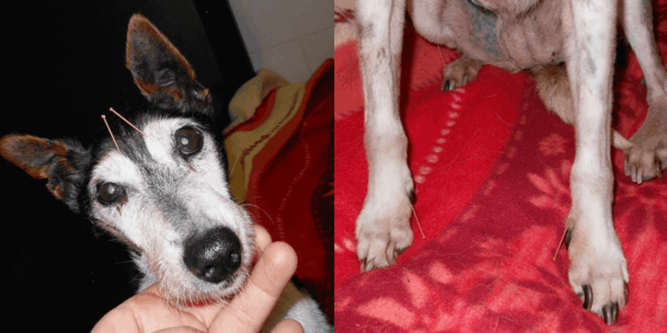 Agopuntura Veterinaria in geriatria Caso clinico: Jeane