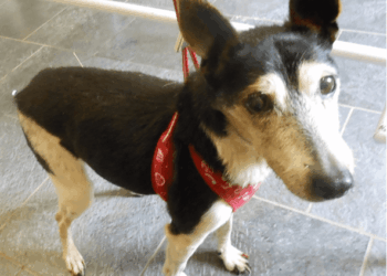 Agopuntura Veterinaria in geriatria Caso clinico: Jeane