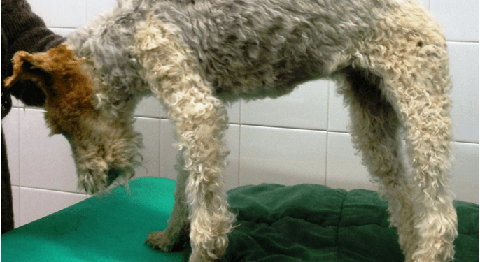 Agopuntura Veterinaria in geriatria canina a cura della dott.ssa Monica Premoli
